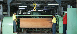 The cooked blocks of log are removed and than the peeling machine peels them to the required thickness